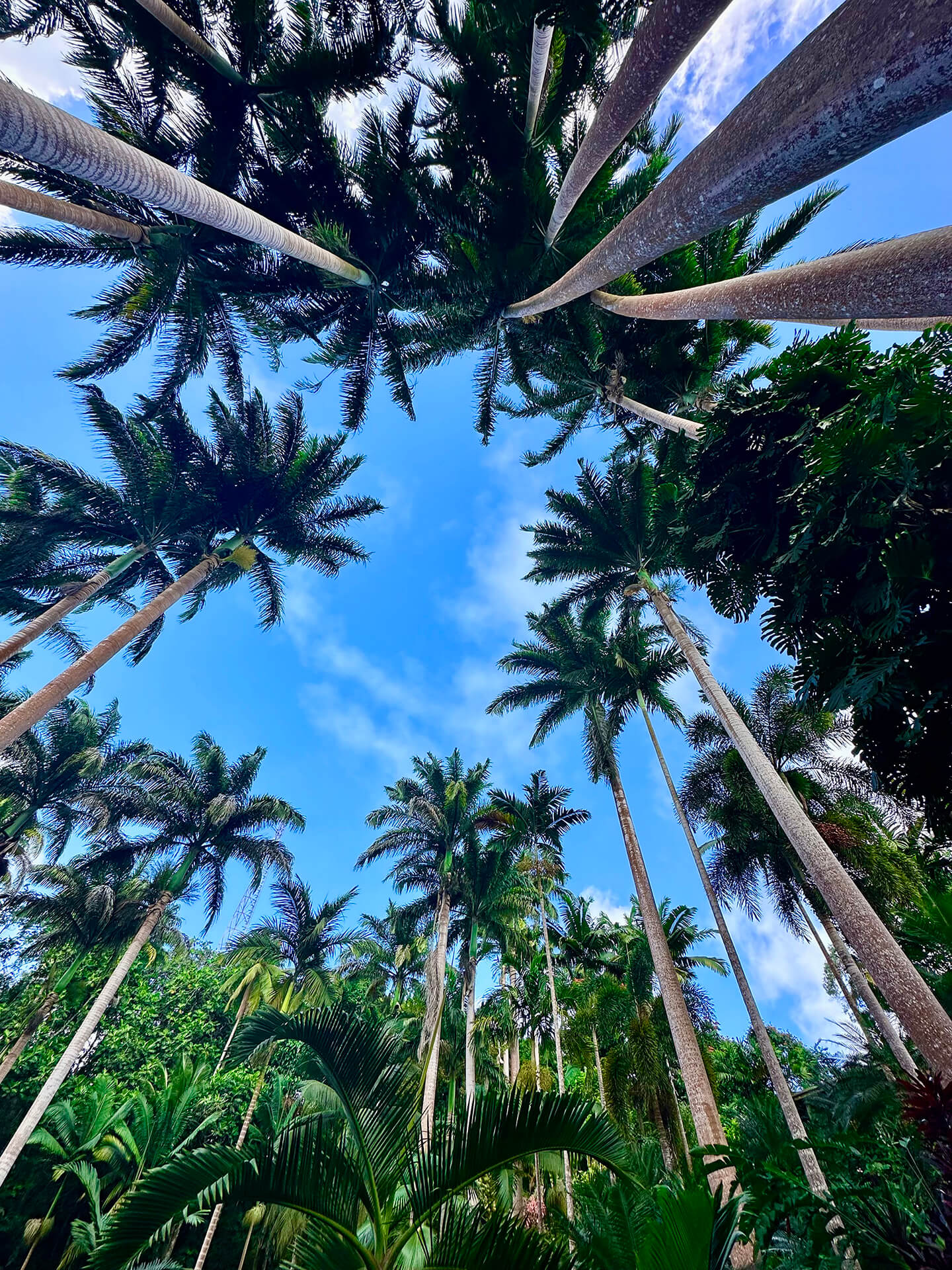 Hunte's Gardens - Michael Connock TV Producer Director