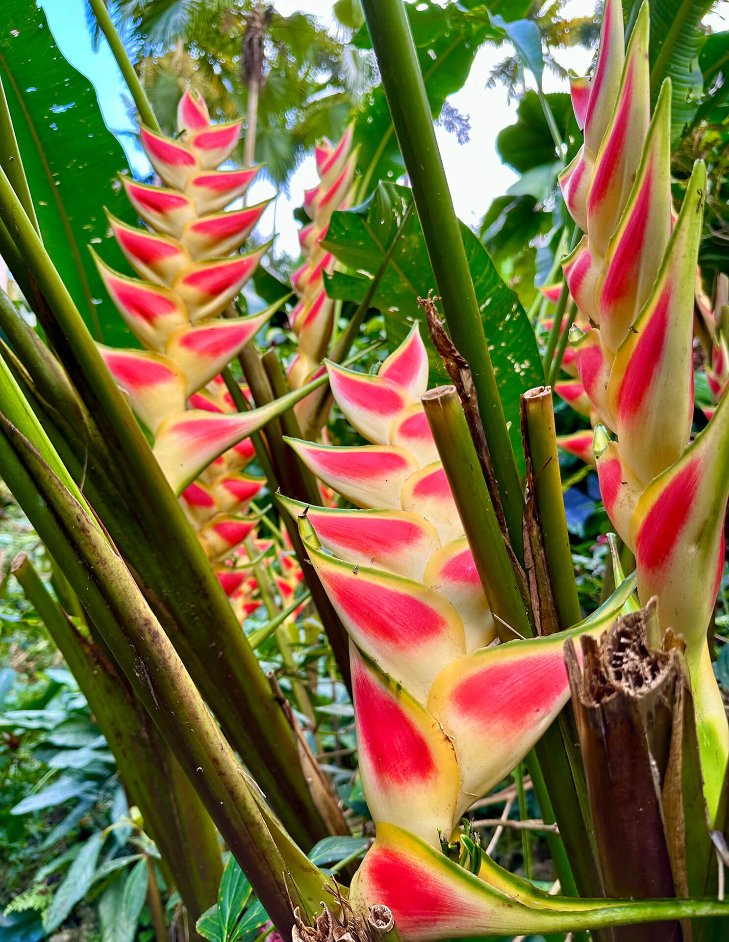 Hunte's Gardens - Michael Connock TV Producer Director