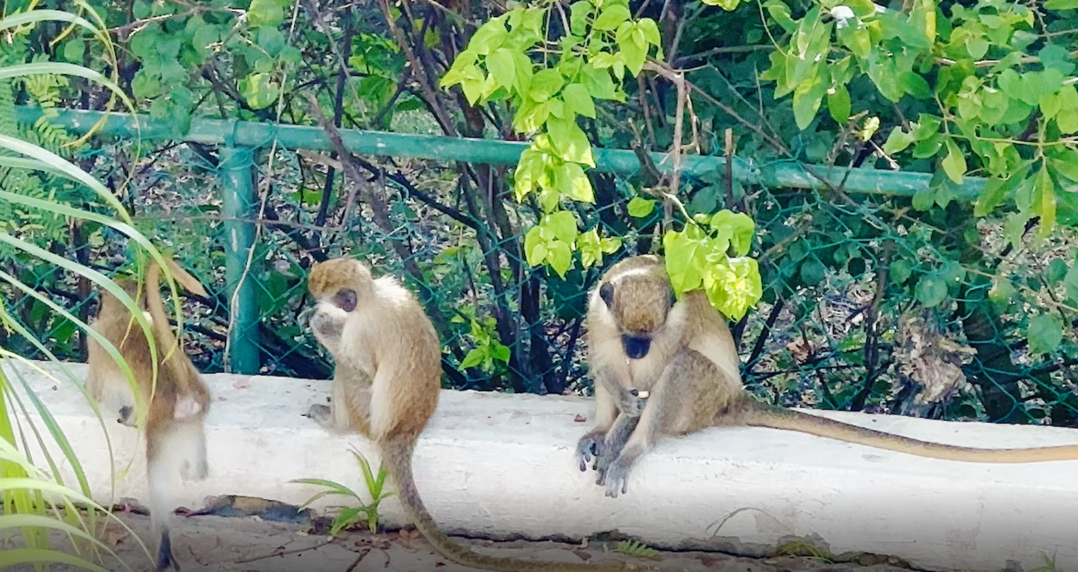 monkeys in barbados